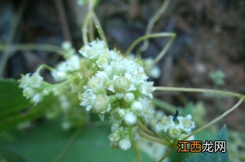 兔丝子是什么植物图片 兔丝子是什么植物