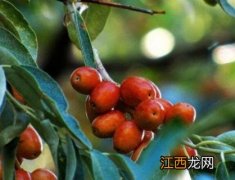 盐碱地适合种什么植物 盐碱地适合种什么植物橄榄