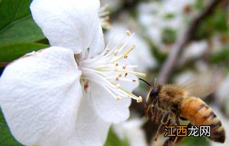 澳大利亚蜂胶哪个牌子好 蜂胶哪个牌子好