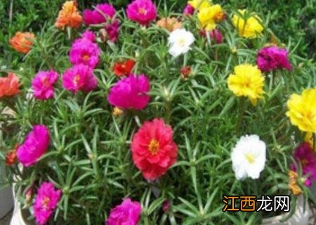 太阳花不长花苞 太阳花不长花苞什么原因