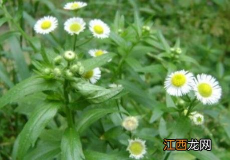 小雏菊和一年蓬是一种花吗 一年蓬是小雏菊吗