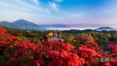 野生映山红是保护植物吗 野生映山红是几级保护植物