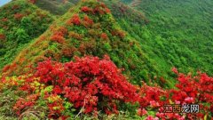 映山红下山桩耐寒吗 下山桩映山红怎么栽培好?