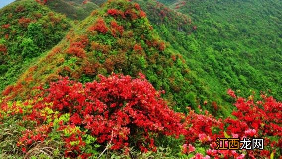 映山红下山桩耐寒吗 下山桩映山红怎么栽培好?