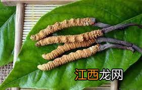 ?大三阳肝功能不正常冬虫夏草可缓解