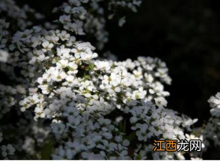 雪柳是什么植物 雪柳是什么植物图片