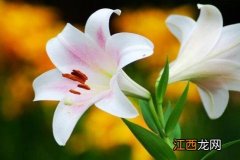 百合花有花萼吗 百合花有花萼吗图片