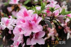 杜鹃花花谢了用剪掉吗 杜鹃花花谢后花梗要剪掉吗