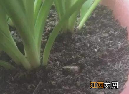 花盆小飞虫怎么消灭根治?花椒 花盆小飞虫怎么消灭根治