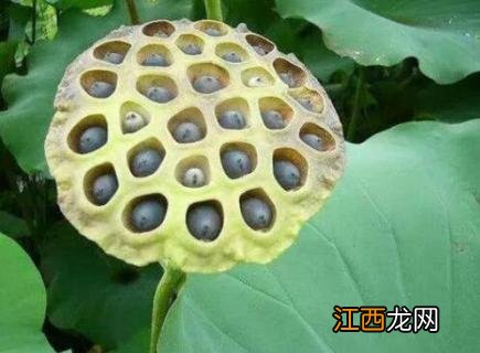 荷花种子怎么发芽的 荷花种子怎么发芽