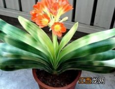 君子兰开花吗几年开花 君子兰开花吗