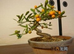 盆景金豆是什么植物种 盆景金豆是什么植物