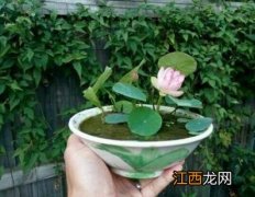 碗莲种子什么时候种碗莲什么时候,豌豆荚怎样做好吃 碗莲种子什么时候种