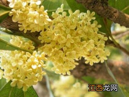 桂花树会结果子吗它的果子有什么用处 桂花树会结果子吗?