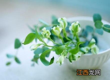 植物冻伤后怎么处理 植物冻伤后怎么处理好