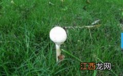 菌类属于植物吗为什么 菌类属于植物吗