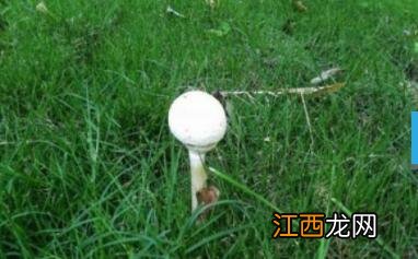 菌类属于植物吗为什么 菌类属于植物吗