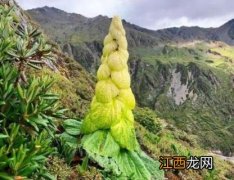 塔黄是保护植物吗视频 塔黄是保护植物吗