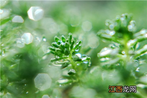 能吃虫的菜！重庆发现新记录物种：具体是什么菜？长什么样？看详情