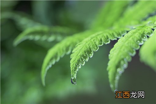 能吃虫的菜！重庆发现新记录物种：具体是什么菜？长什么样？看详情