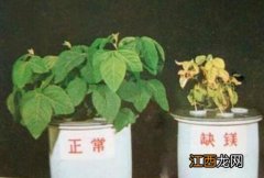 植物缺镁有什么症状 植物缺镁有什么症状为什么