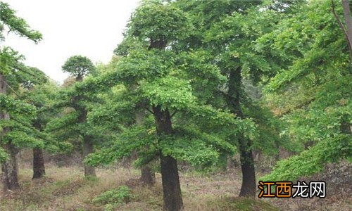 植物的根瘤有什么作用 根瘤对植物的作用