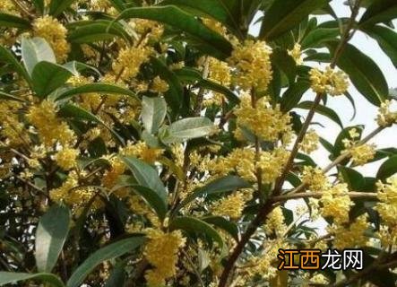 桂花树能种在院子里吗? 桂花树在北方能种在院子里吗