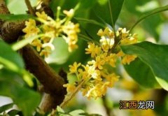 金桂是什么颜色的花 金桂花是什么颜色的花