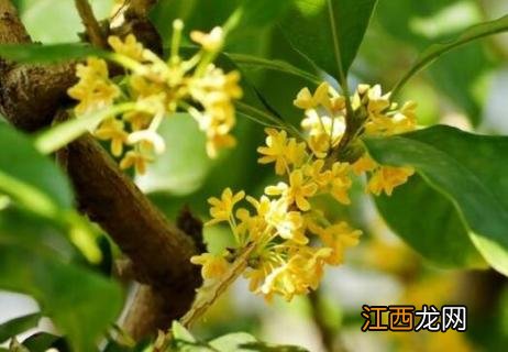 金桂是什么颜色的花 金桂花是什么颜色的花