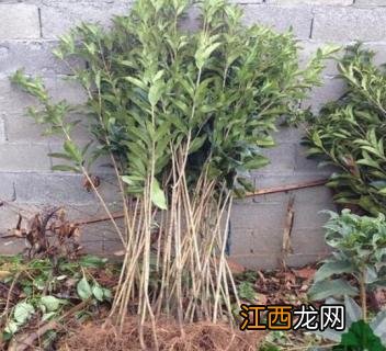 移栽植物时保护根的方法有哪些 移栽植物时保护根的方法