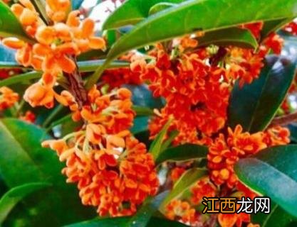 开红色花的桂花树是什么品种 红色桂花树是什么品种