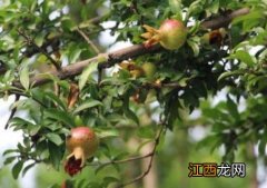 石榴树在夏季的哪一个节气开花? 石榴树在夏季的哪一个节气开花?(单选题