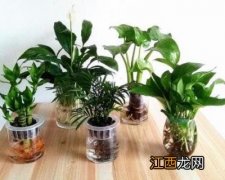 什么是水培植物 水培植物