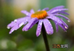 单生花和花序的区别是什么 单生花和花序的区别