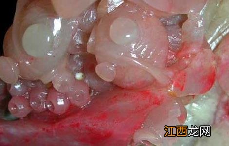 鸡血石有哪些成分 鸡血石有哪些成分和作用