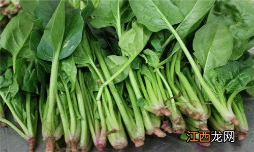 菠菜怎么种植方法视频 菠菜怎么种植方法