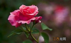 月季花叶子卷曲萎了是什么原因引起的 月季花叶子卷曲萎了是什么原因