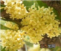 桂花树有公的吗,为什么不开花 桂花树不开花是公的吗