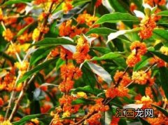 橙色的桂花是什么品种 橙色桂花是什么品种