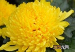 菊花的颜色都有什么色 菊花的颜色都有什么色号