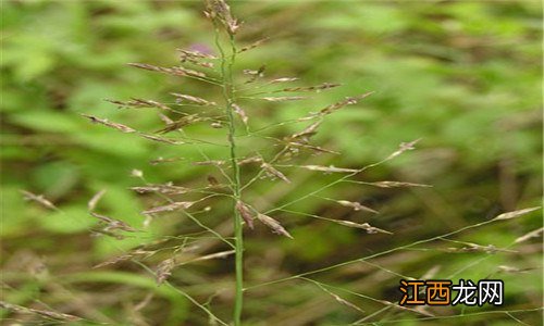 知风草是粉黛乱子草吗 粉色知风草