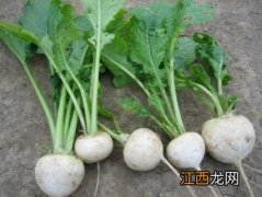 北方蔓菁什么时候种植 北方蔓菁什么时候种植最好