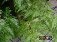 金毛蕨类植物种植方法 金毛狗蕨类植物种植方法