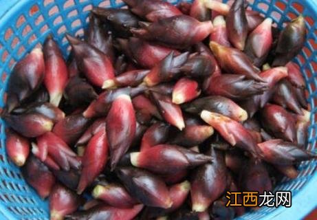 新鲜阳荷怎么长期保存 阳荷怎么样保存时间长