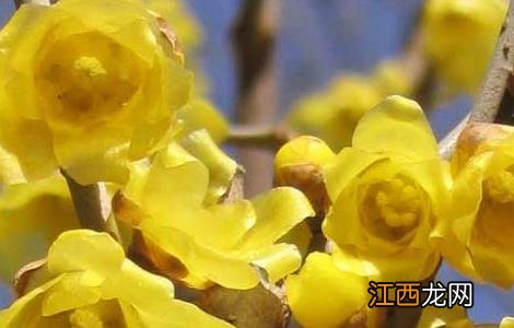 腊梅花茶的功效与作用及禁忌 腊梅花茶的功效与作用