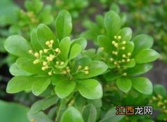 米兰花能驱蚊子吗 米兰花可以驱蚊子吗