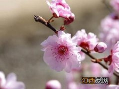 梅花新芽枯萎 怎么让枯死的梅花重新发芽