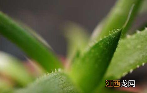 芦荟涂在脸上有什么作用 芦荟涂抹在脸上有什么作用