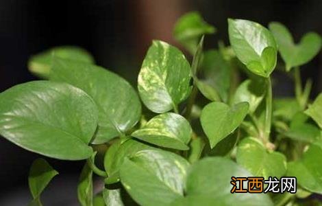 绿萝可以放在卧室吗 绿萝在卧室养对人体有害吗?