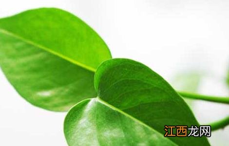 绿萝可以放在卧室吗 绿萝在卧室养对人体有害吗?